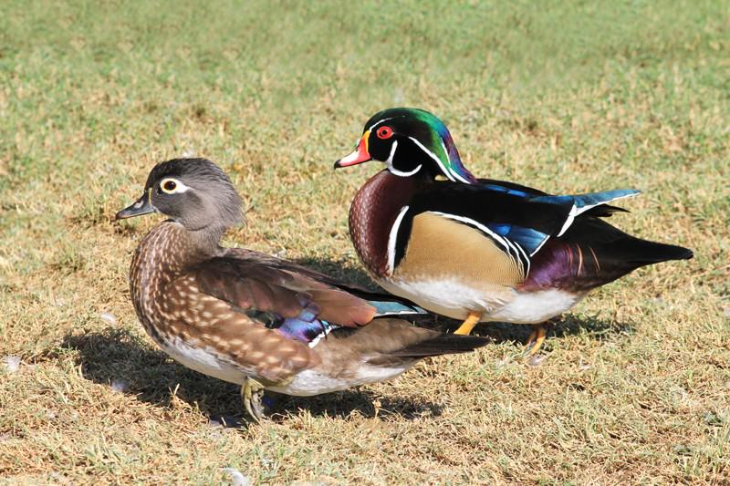 A SPINEA UN NIDO D’ANATRA FA POSTICIPARE I LAVORI AL PARCO NUOVE GEMME