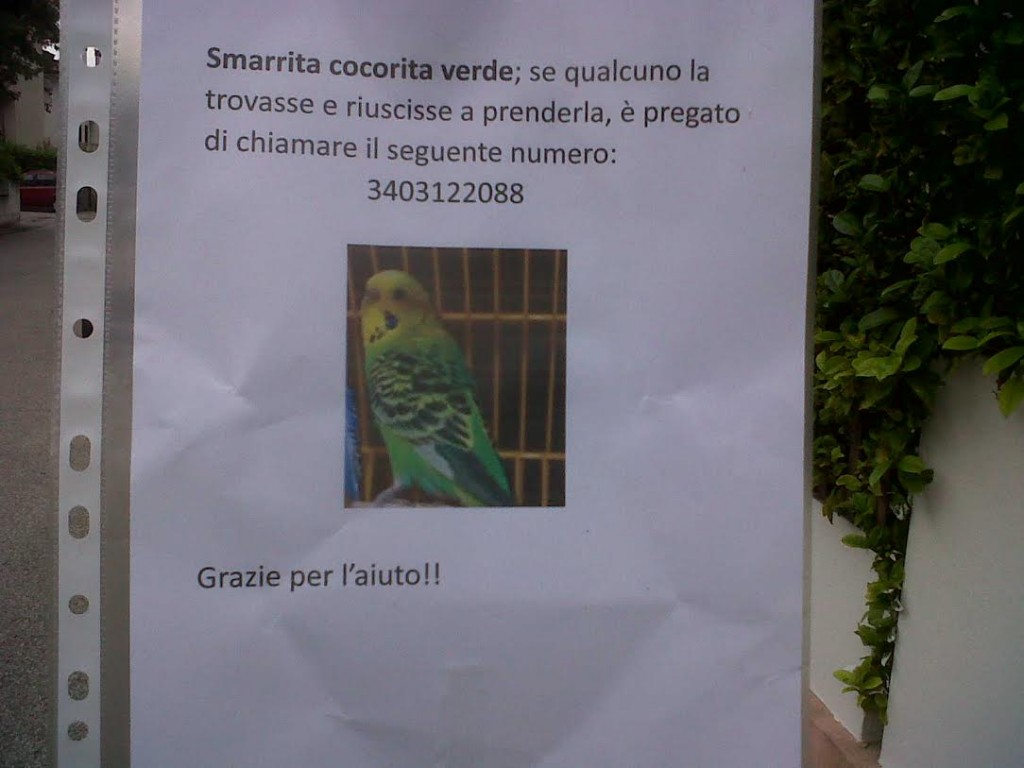 L’AMORE VERSO I NOSTRI AMICI ANIMALI. UN “WANTED” PER UNA COCORITA A SAN DONA’