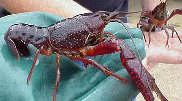 IL CROSTACEO “ALIENO” NELLE NOSTRE ACQUE: IL GAMBERO ROSSO DELLA LOUISIANA. PER L’ASSESSORE CANALI PROVINCIALE ALLA PESCA VA CONSUMATO SOLO PREVIA COTTURA