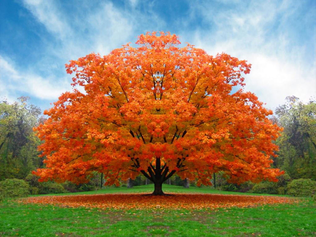 FESTA DELL’ALBERO 2014, “ABBRACCIALO!”