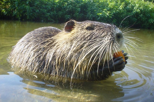 APPROVATA L’ERADICAZIONE DELLA NUTRIA, FINANZIAMENTO DI 250MILA EURO