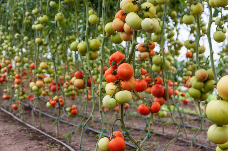 L’AGROALIMENTARE TRIVENETO SOLLEVA L’ITALIA, OTTIMA RISPOSTA DEGLI IMPRENDITORI