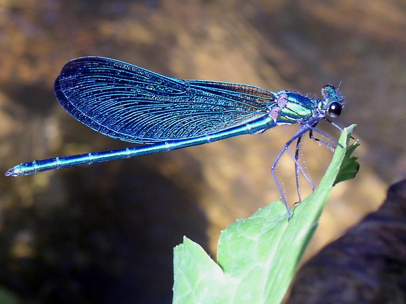 L’ATLANTE DELLE LIBELLULE, LIBRO FOTOGRAFICO SULLA FAUNA LOCALE