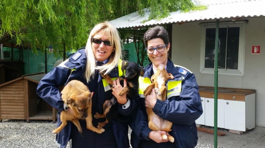 70 CANI DA ADOTTARE AL RIFUGIO AL PARCO