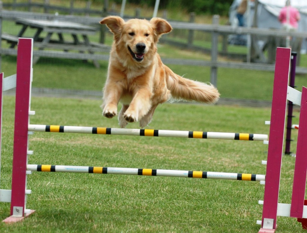 “INTERNATIONAL ALL BREEDS CUP 2015″ GARA DI AGILITY DOG A CAVALLINO