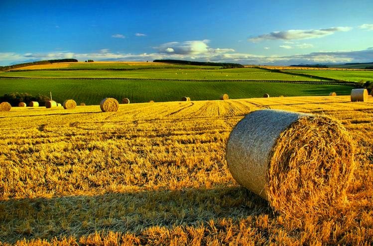 L’AGRICOLTURA EUROPEA DEVE RIPARTIRE DAI GIOVANI