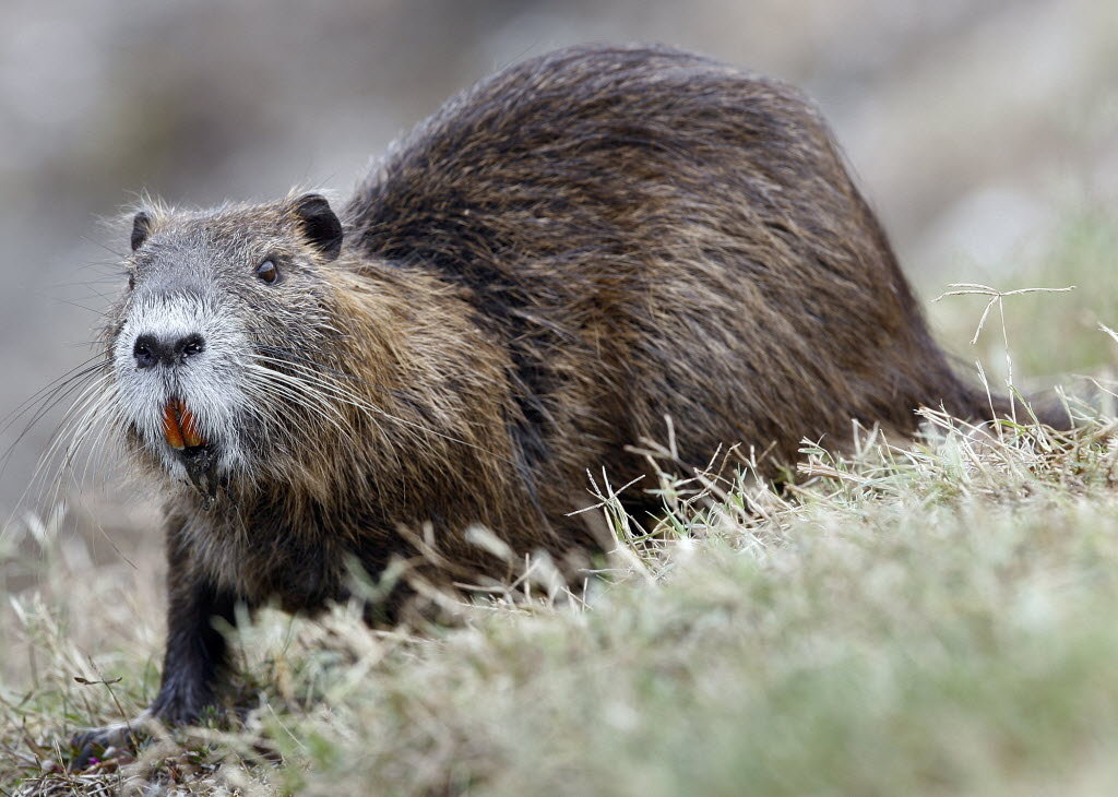 FEDERCACCIA CHIEDE L’ACCORDO PER L’AVVIO ALLA CATTURA DELLE NUTRIE