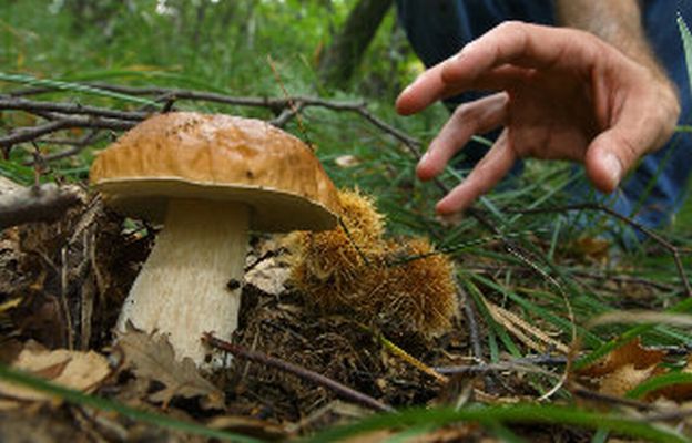 STAGIONE DEI FUNGHI, AL VIA LA RACCOLTA