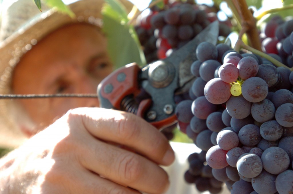 VENDEMMIA, PRODUZIONE IN AUMENTO RISPETTO ALLO SCORSO ANNO