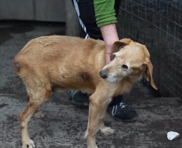 ADOTTA UN CANE AL CENTRO PIAVE