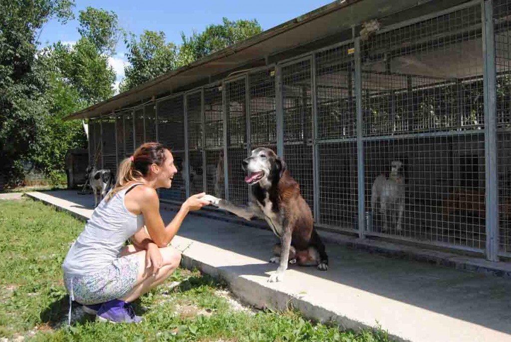 ATTIVITA’ VETERINARIA: RECORD DI CANI RICONSEGNATI AI PADRONI