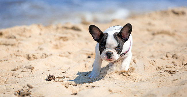 CANI IN SPIAGGIA: AL VIA LE SPERIMENTAZIONI DELLE AREE PREDISPOSTE