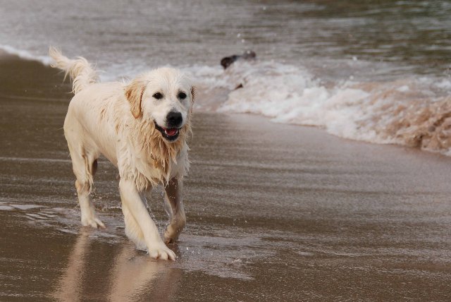 JESOLO: MULTE PER CANI LIBERI IN SPIAGGIA