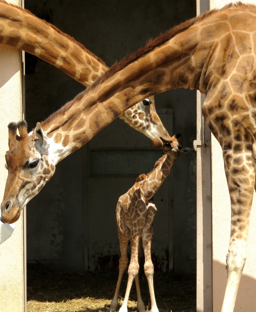 ZOO LIGNANO: E’ NATA LA “GIRAFFINA” BERTA