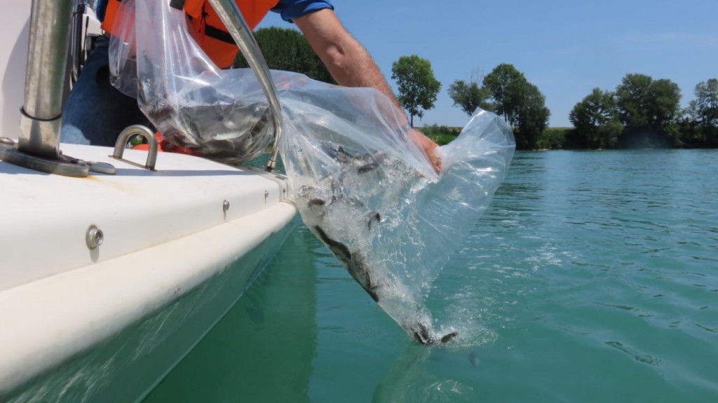 SEMINATI PESCI NEI CORSI D’ACQUA DEL COMUNE DI SAN MICHELE AL TAGLIAMENTO