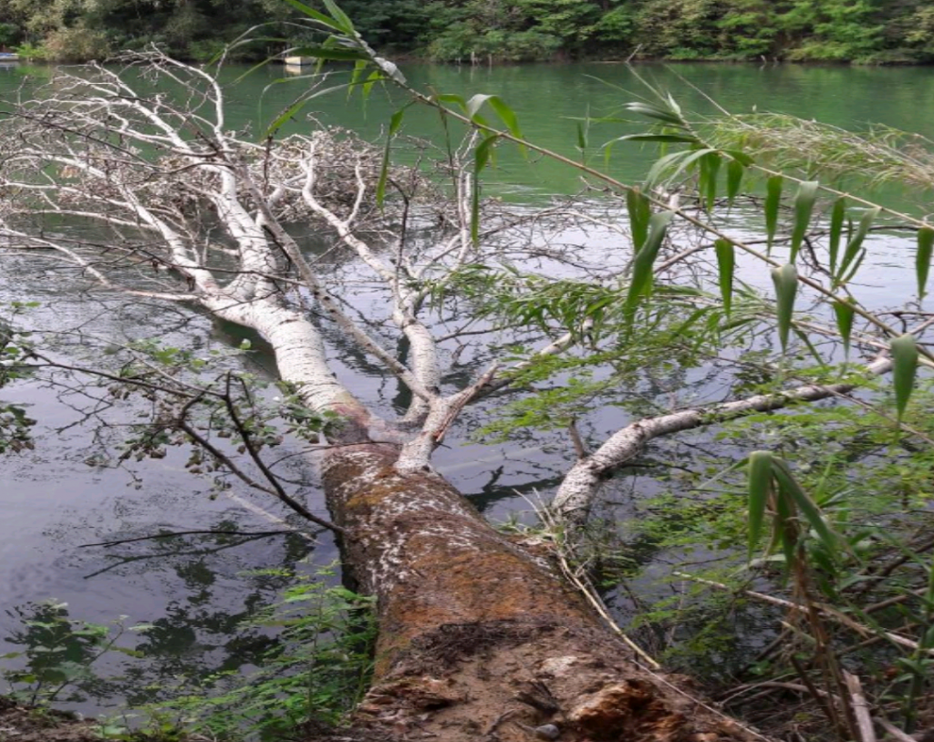 LA LETTERA APERTA DEL PRESIDENTE FEDERCACCIA SAN DONÀ: INCURIA E ALBERI ABBATTUTI NEL PIAVE