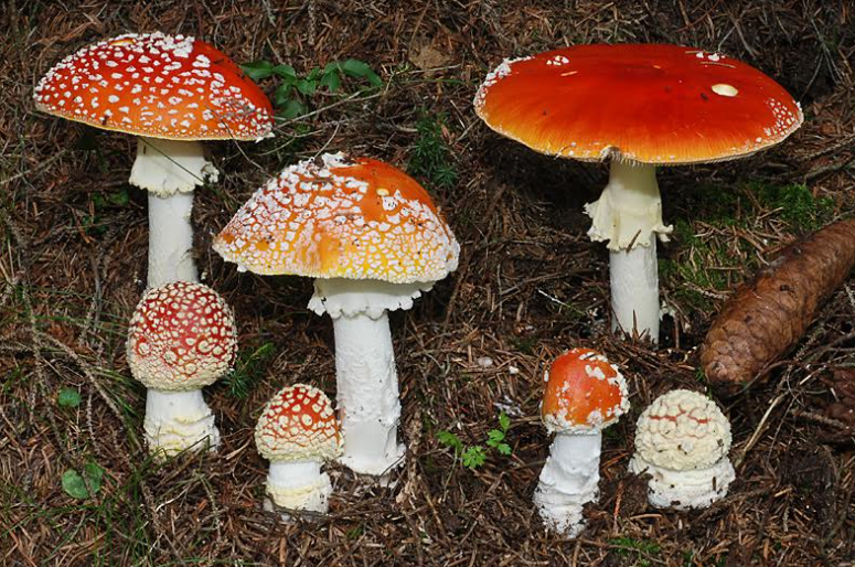 PERIODO DI RACCOLTA FUNGHI: SENZA UN’ADEGUATA CONOSCENZA MICOLOGICA SI RICHIANO CONSEGUENZE GRAVI PERIODO DI RACCOLTA FUNGHI: SENZA UN’ADEGUATA CONOSCENZA MICOLOGICA SI RICHIANO CONSEGUENZE GRAVI
