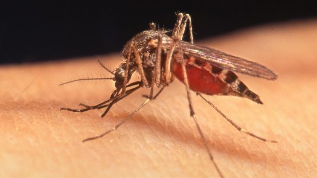 WEST NILE, GRUPPO PD: “ZAIA HA GRAVEMENTE SOTTOVALUTATO L’EMERGENZA”