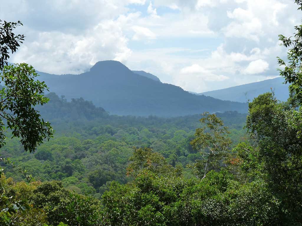 ASSOCIAZIONE NATURALISTICA SANDONATESE. BORNEO: ALLA SCOPERTA DELLE PIÙ ANTICHE FORESTE DEL PIANETA