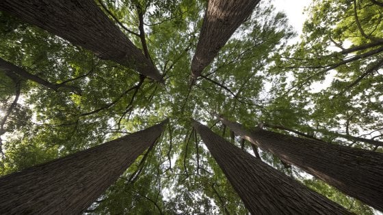 “CONOSCERE GLI ALBERI”: UN CORSO PER CONOSCERE LA NATURA DEGLI ARBUSTI NEL TERRITORIO