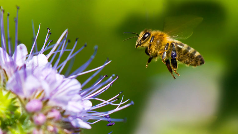 SALVAGUARDIA DELLE API: A MUSILE IL COMUNE DISTRIBUISCE “PHACELIA”, UN FIORE ATTRATTIVO PER L’INSETTO