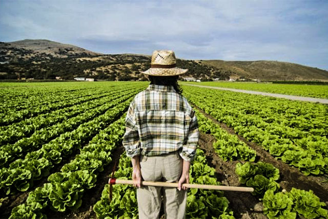 AGRICOLTURA: ASSESSORE PAN, “DISOCCUPATI NEI CAMPI? IPOTESI ALLO STUDIO IN VENETO, IN ACCORDO CON I CENTRI PER L’IMPIEGO, LE ORGANIZZAZIONI AGRICOLE  E LE PARTI SOCIALI”