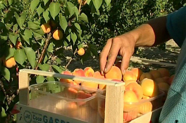 AGRICOLTURA: ASSESSORE PAN, “VOUCHER BOCCIATI ? UNA SCONFITTA DEL BUON SENSO.  EVIDENTEMENTE I PARLAMENTARI NON HANNO CAPITO CHE SIAMO IN EMERGENZA”