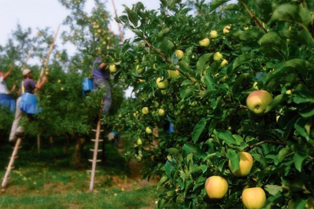 REGIONE VENETO: NASCE INCONTRALAVORO AGRICOLTURA, PIATTAFORMA DI INCROCIO DOMANDA-OFFERTA  PER STAGIONALI – OK DA ORGANIZZAZIONI DATORIALI E SINDACALI. ASSESSORE PAN,  “CONVERGENZA UNANIME SU STRUMENTO PILOTA, MA SERVONO FORME CONTRATTUALI TEMPORANEE SEMPLIFICATE”