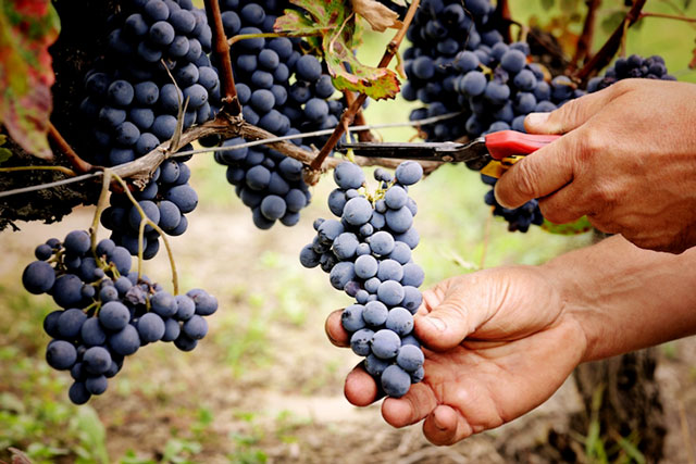 AGRICOLTURA: PAN  “DEL TUTTO INSUFFICIENTI I 100 MLN STANZIATI DAL GOVERNO PER IL PRIMARIO, PER I VINI DOC INEVITABILE RIDURRE LE RESE”