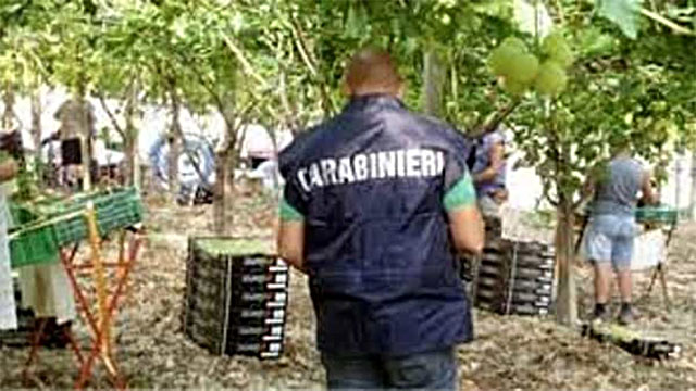 OPERAZIONE ANTICAPORALATO NEL TREVIGIANO, ZANONI (PD):  “SFRUTTAMENTO NELLE VIGNE: CONTROLLI ANCHE SULLE AZIENDE AGRICOLE, NON SOLO SU CHI GLI FORNISCE MANODOPERA”