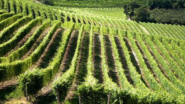 COLLINE DEL PROSECCO DI CONEGLIANO E VALDOBBIADENE, NOMINATO IL COMITATO SCIENTIFICO. ZAIA, “SEI NOMI DI INDISCUSSO VALORE E DI GRANDE COMPETENZA”