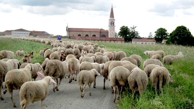 AZZALIN (PD):  “TRANSUMANZA, VIA LIBERA A LEGGE MODELLO. RITO ANTICO CHE HA UN POTENZIALE ECONOMICO E TURISTICO INSOSPETTABILE”