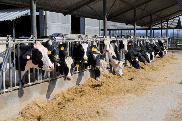 AGRICOLTURA: IN ARRIVO 23 MILIONI DI AIUTI AGLI AGRICOLTORI DEI SETTORI PIÙ COLPITI DALL’EMERGENZA COVID. ASSESSORE PAN PRESENTA BANDO AL TAVOLO VERDE