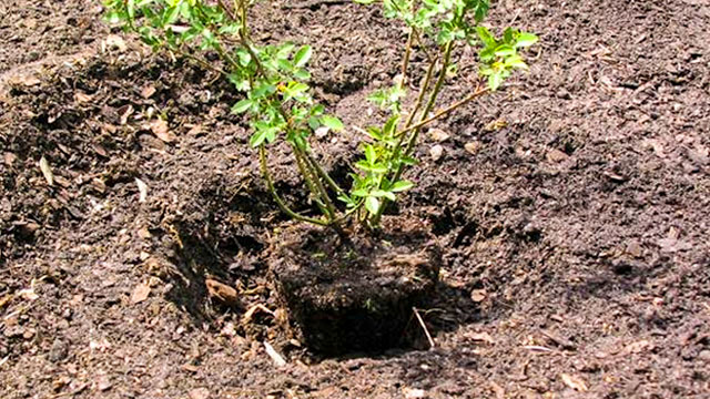 “RIDIAMO IL SORRISO ALLA PIANURA PADANA”. ALBERI GRATUITI PER I CITTADINI