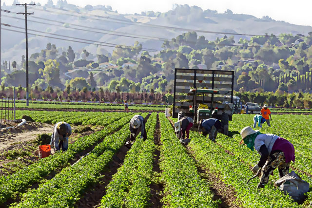 CAPORALATO TRA VENEZIA E LATINA – ZOTTIS E ZANONI (PD): “PIAGA DA ESTIRPARE VALORIZZANDO L’AGRICOLTURA DI QUALITÀ, LEGATA AL TERRITORIO E AMBIENTALMENTE SOSTENIBILE”